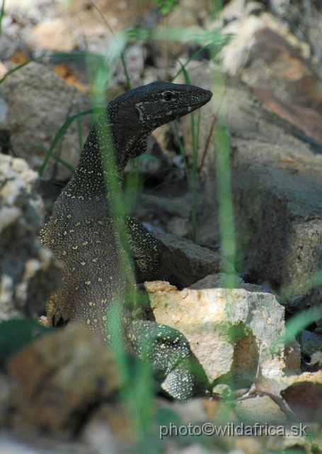 puku rsa 227.jpg - Nile Monitor (Varanus niloticus)